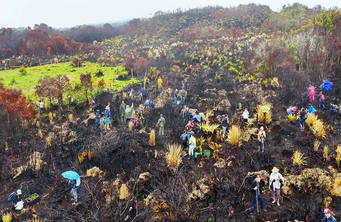 Esfuerzo conjunto por la reforestación de comunidades, entidades ambientales y Soldados
