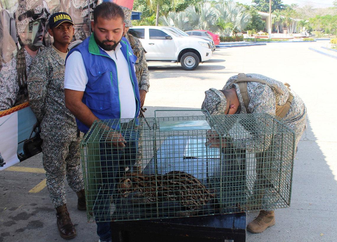 Armada de Colombia contribuye en la Preservación de fauna silvestre en Sucre