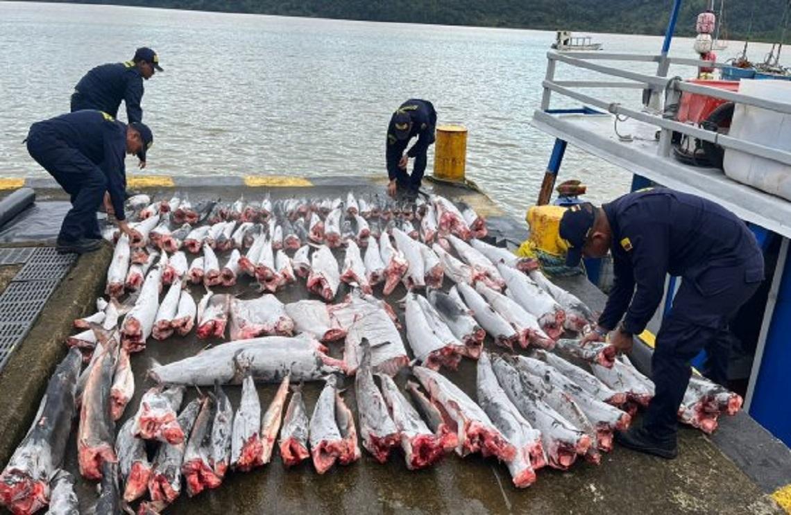 Armada de Colombia incauta cerca de una tonelada de tiburón en Chocó