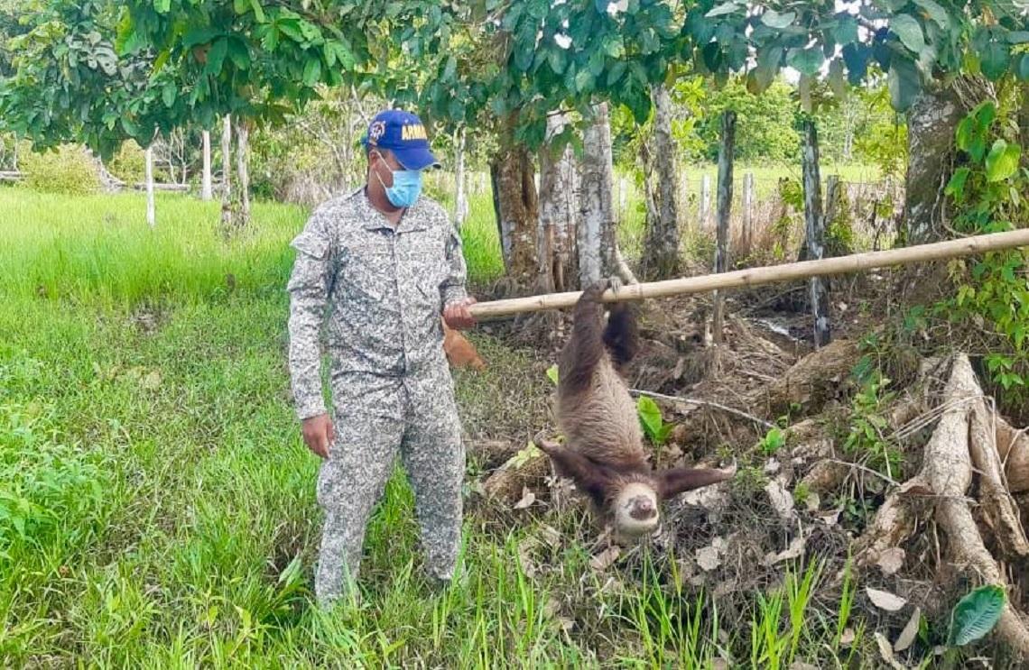  Armada de Colombia libera un oso perezoso en Olaya Herrera, Nariño