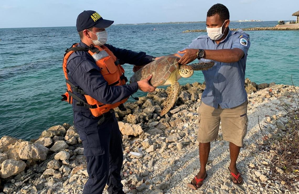 Armada de Colombia rescata una tortuga verde en el archipiélago de San Bernardo