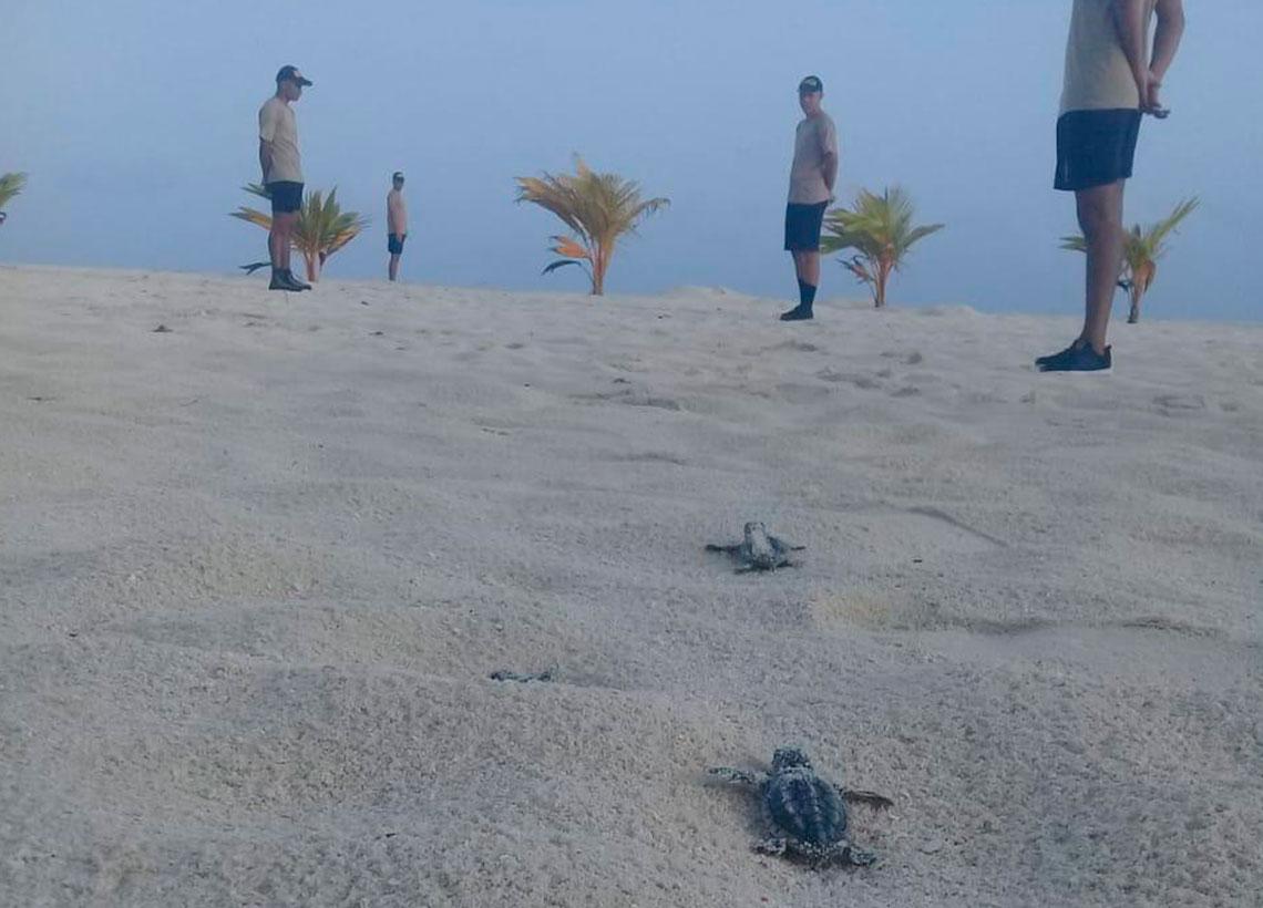 Armada Nacional protege tortugas marinas en el Archipiélago de San Andrés y Providencia