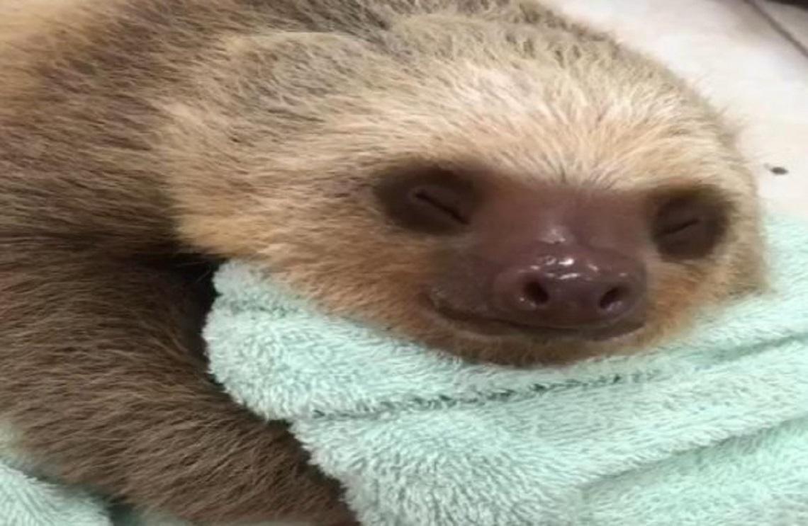 Oso perezoso retorna a su hábitat natural en Chocó gracias a la Armada de Colombia