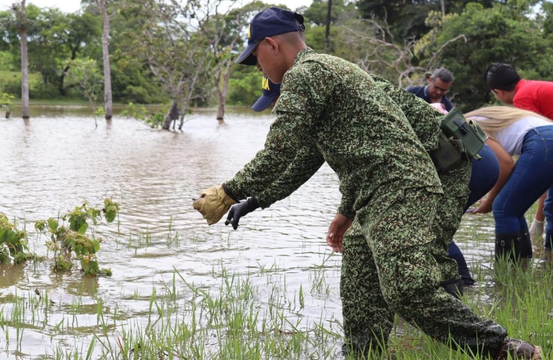 Armada de Colombia liberó 640 tortugas terecay en Puerto López, Meta