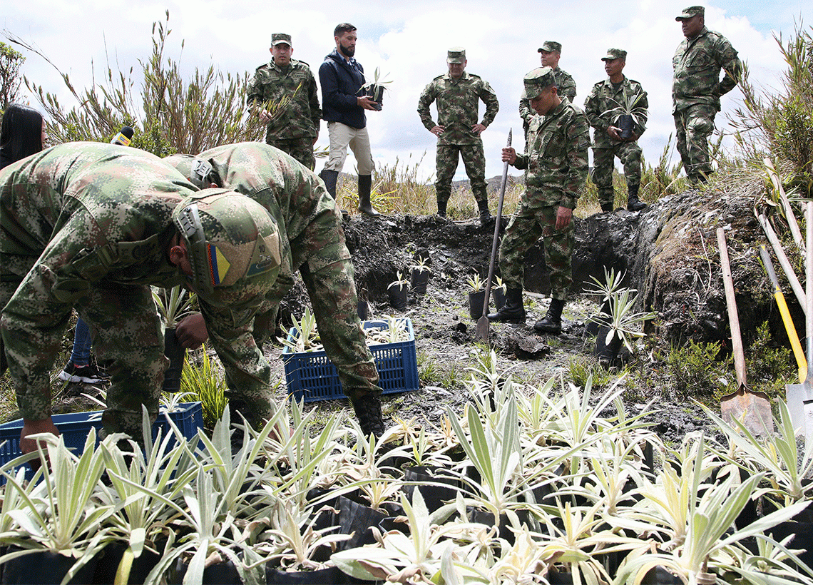Ejército Nacional realiza primera siembra de frailejones en Chingaza
