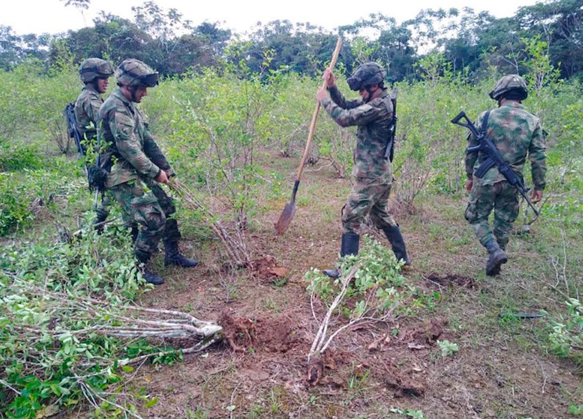 Ejército Nacional neutraliza en el Guaviare un laboratorio y 2 semilleros con 500.000 matas de coca