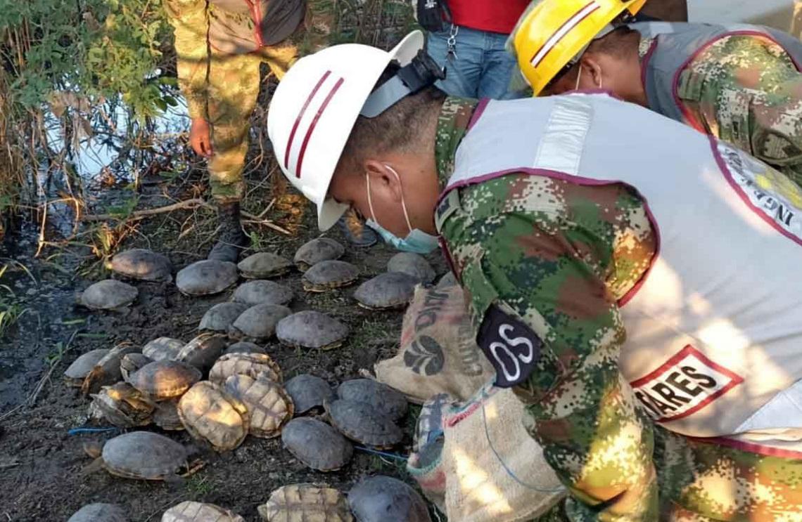 83 tortugas fueron rescatadas por el Ejército Nacional y autoridades ambientales