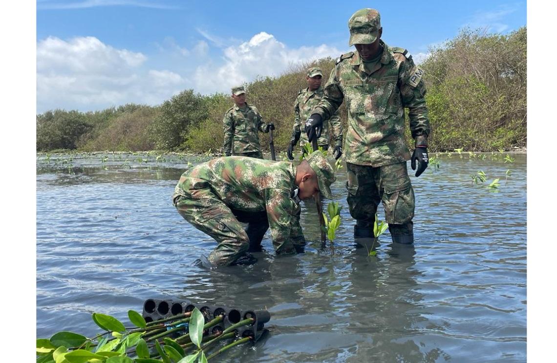 3.000 Manglares Rojos fueron sembrados por el Minambiente y el Ejército Nacional,