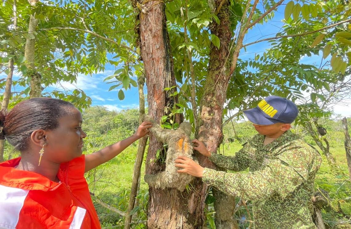 Un oso perezoso, un mono araña y un puercoespín, fueron rescatados por las Fuerzas Militares en Tumaco, Nariño