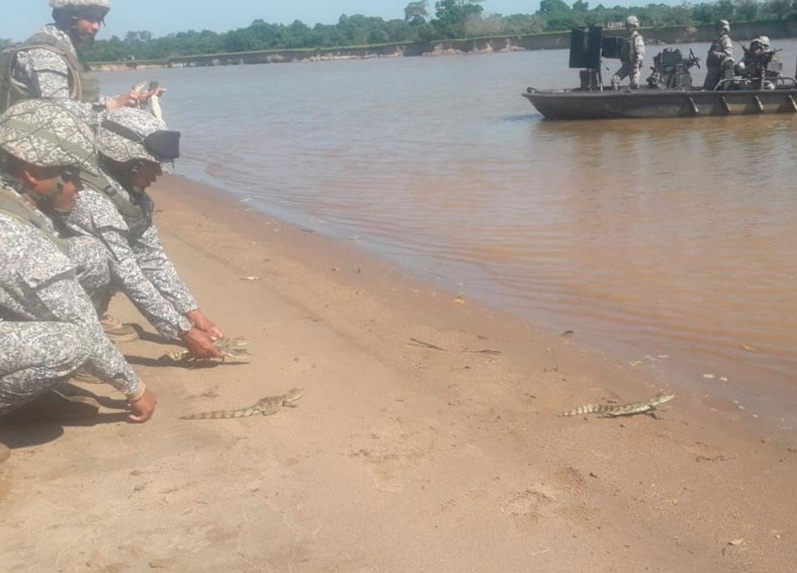 Fuerza de Tarea Conjunta Omega libera 14 babillas en el Caquetá