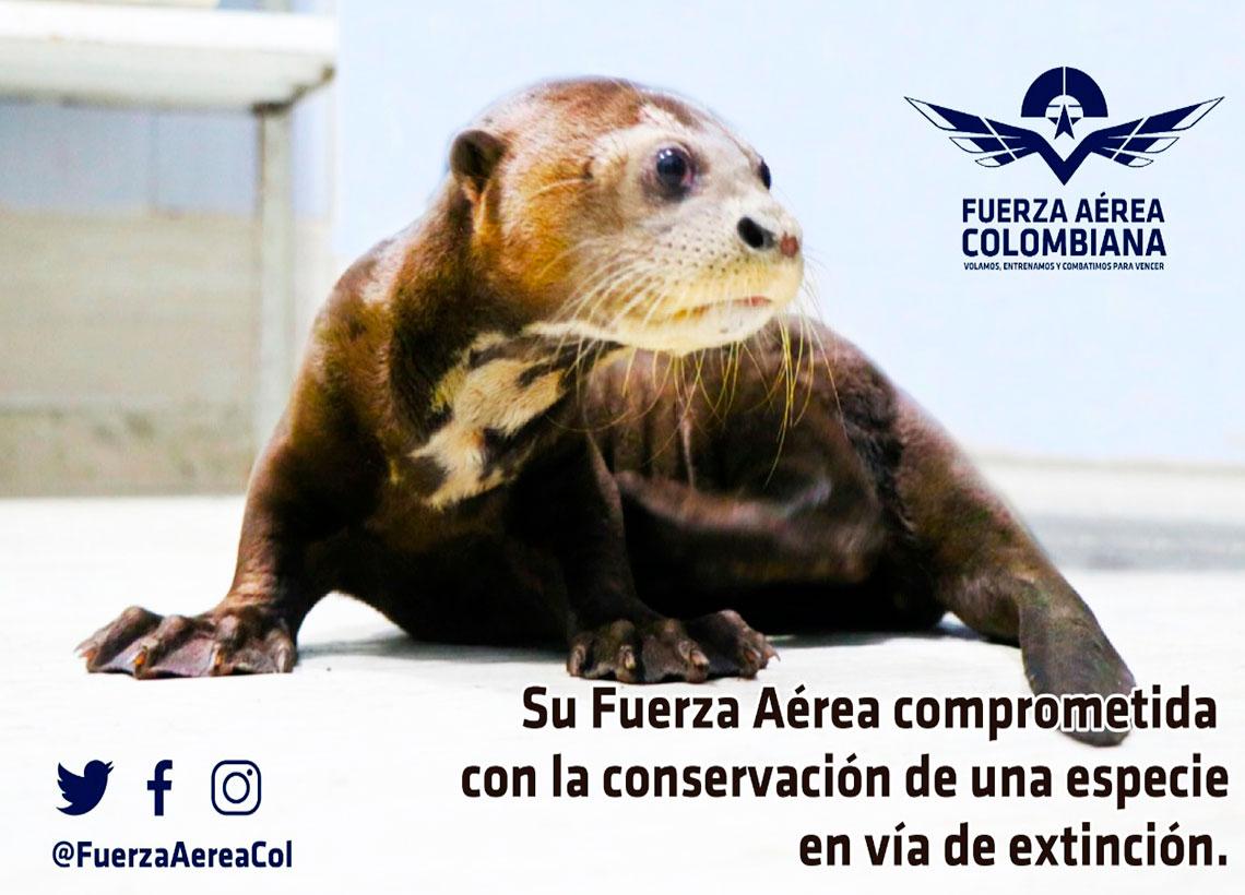 En Un Avion De La Fuerza Aerea Colombiana Llego A Cali Nutria Bebe