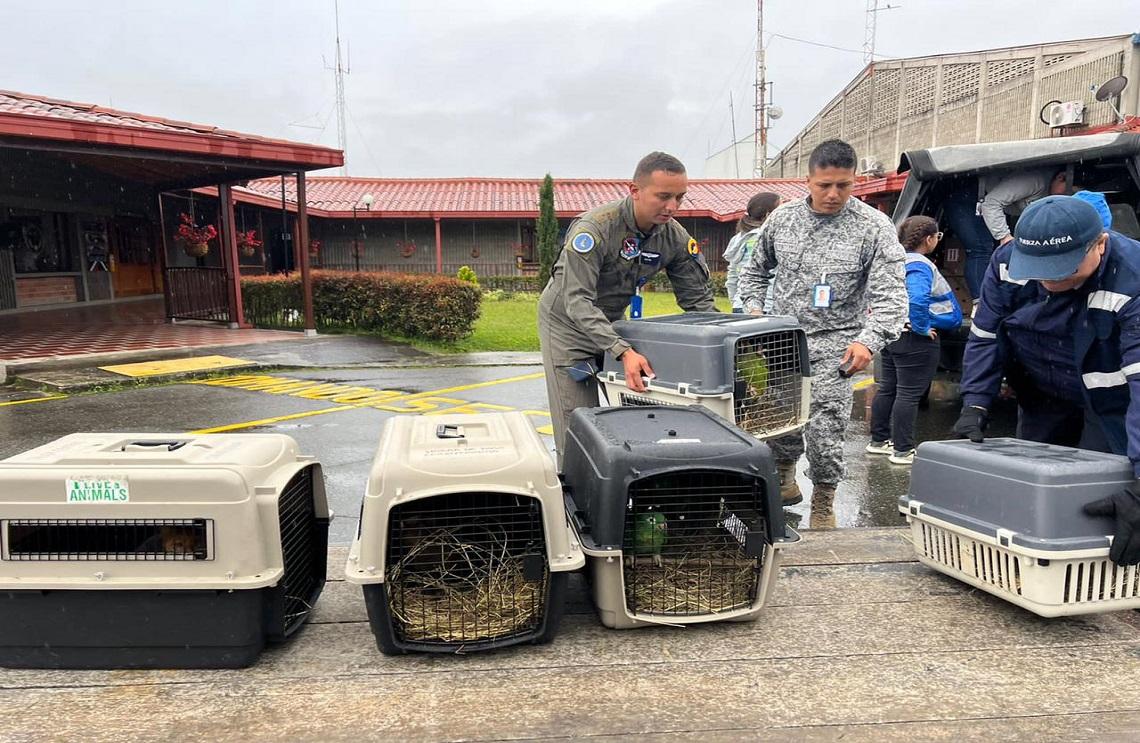 De Antioquia al Meta, fueron trasladados 10 animales silvestres con el apoyo de su Fuerza Aérea