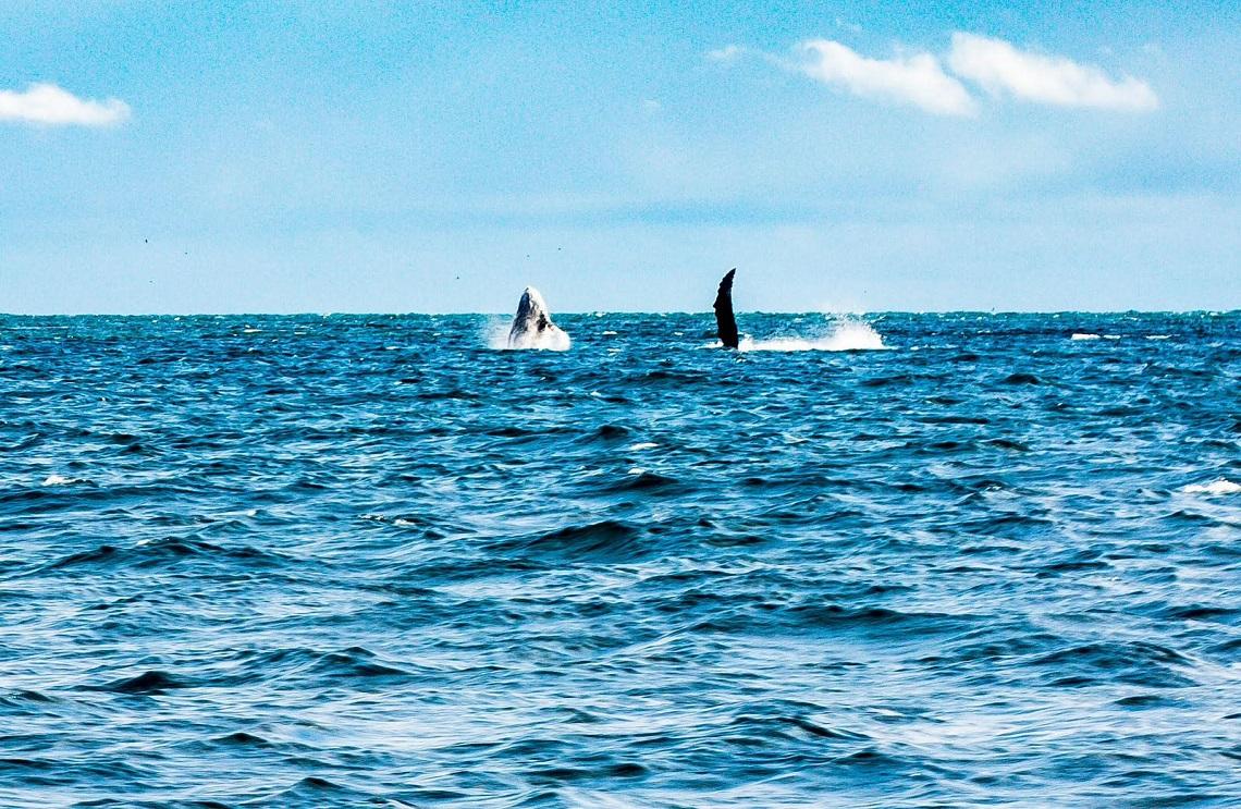 Más de 215 mil personas visitaron Buenaventura durante la temporada de avistamiento de ballenas: Dimar
