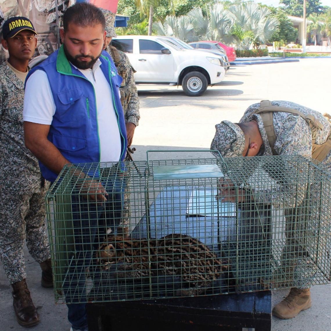 Armada de Colombia contribuye en la Preservación de fauna silvestre en Sucre