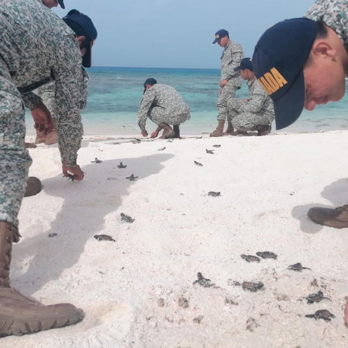Armada de Colombia ha garantizado el nacimiento de más de 2.600 tortugas marinas