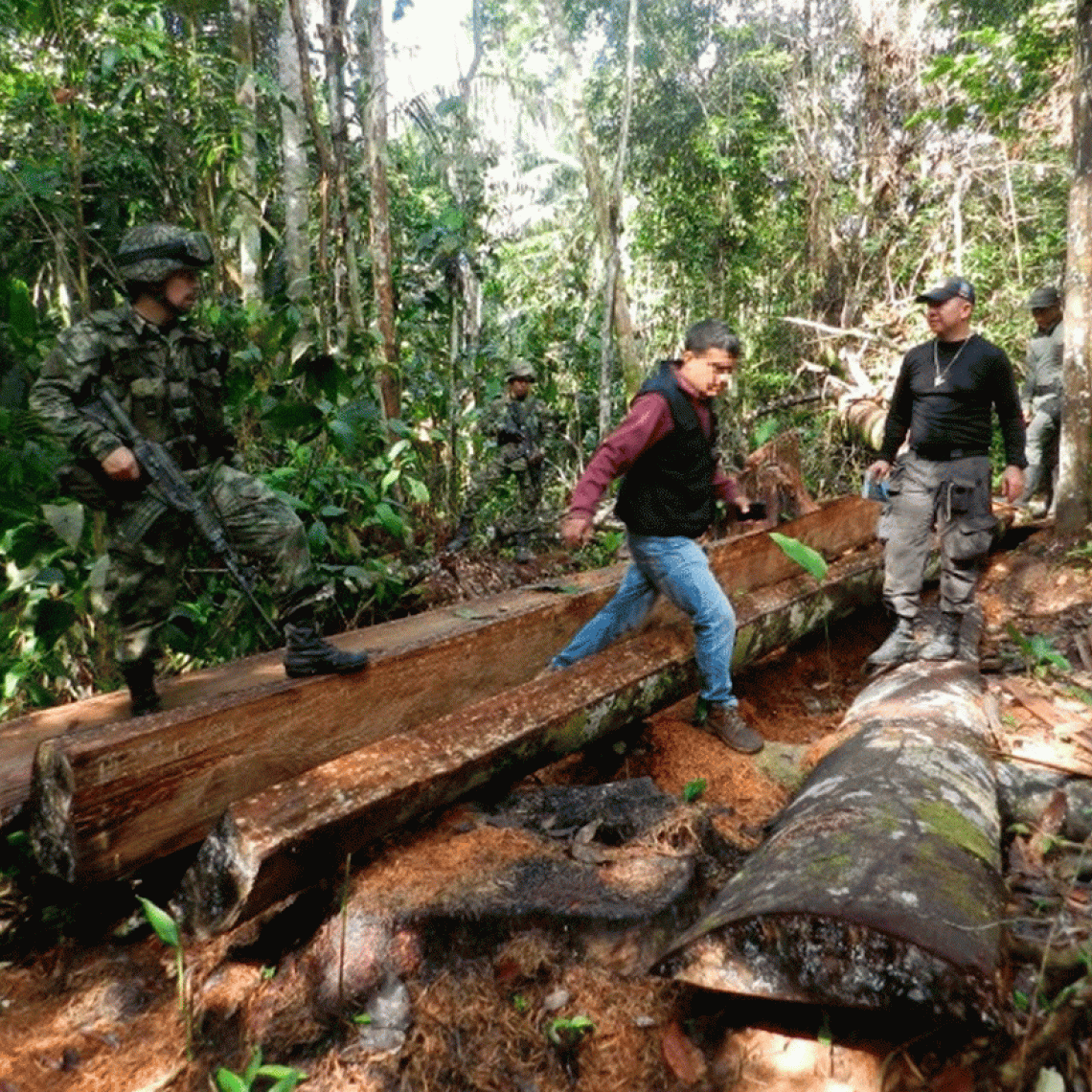En el desarrollo de la Operación ‘Artemisa’, la Gobernación del Meta, el Ejército Nacional, la Fuerza Aérea Colombiana, la Policía Nacional, la Fiscalía General de la Nación y Cormacarena, ha sido posible liderar estrategias y acciones en contra de la tala indiscriminada y la minería ilegal.