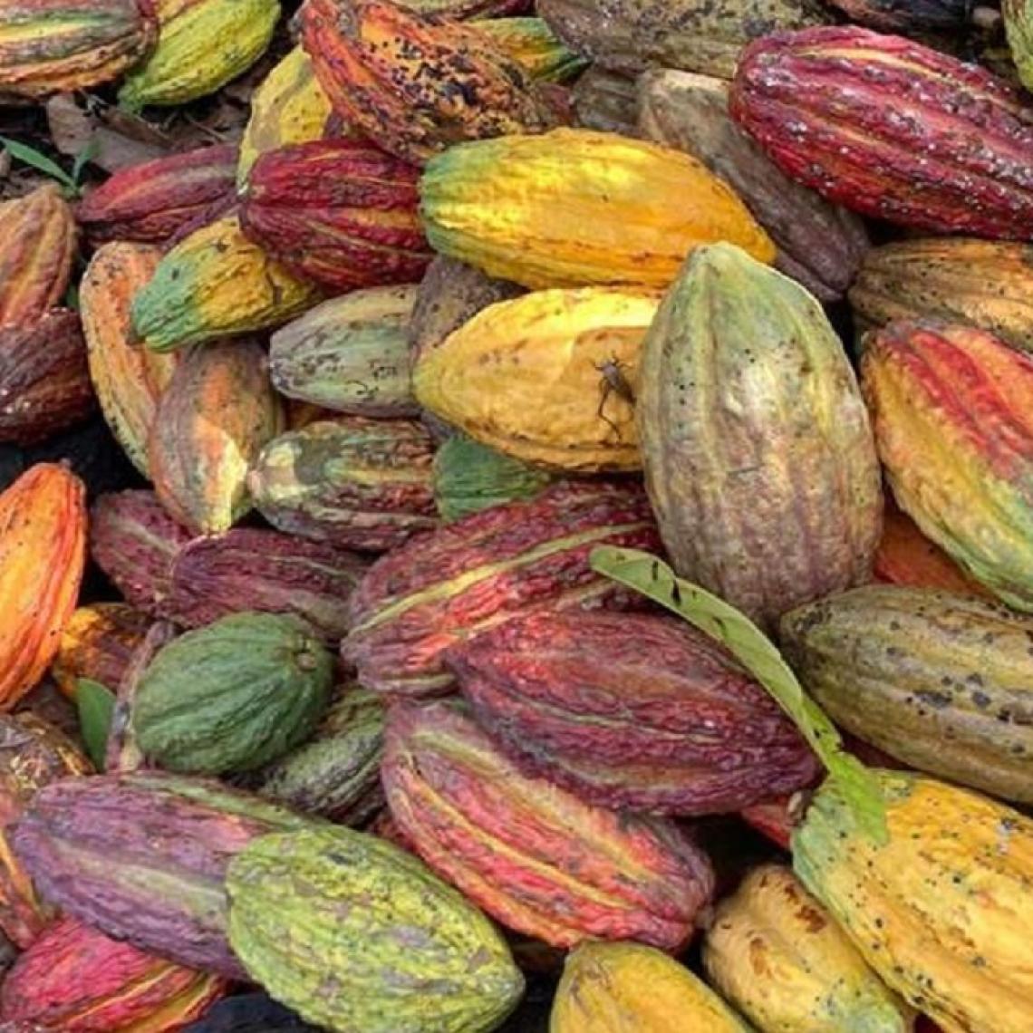 Cooperación para impulsar segunda fase del proyecto de cacao en Vichada