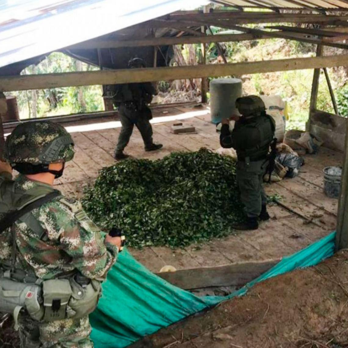 Destruidos 9 laboratorios para procesamiento de alcaloides en Chocó