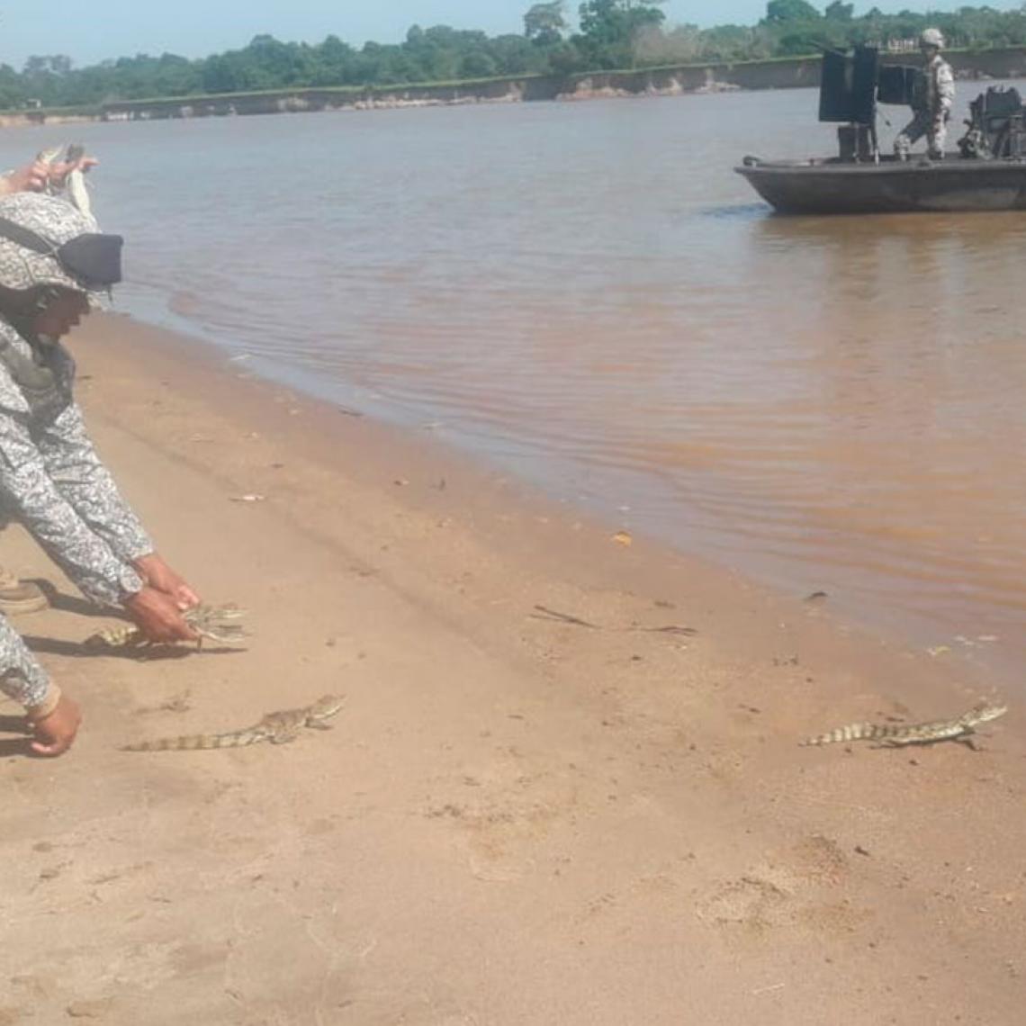 Fuerza de Tarea Conjunta Omega libera 14 babillas en el Caquetá