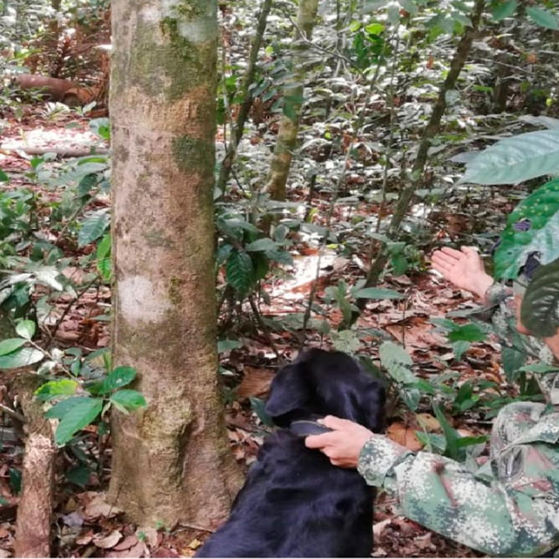 Fuerzas Militares ubican depósito ilegal con material explosivo en el Meta