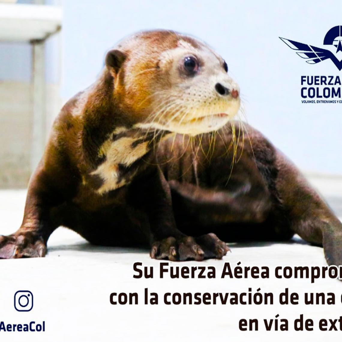 En un avión de la Fuerza Aérea Colombiana llegó a Cali nutria bebé