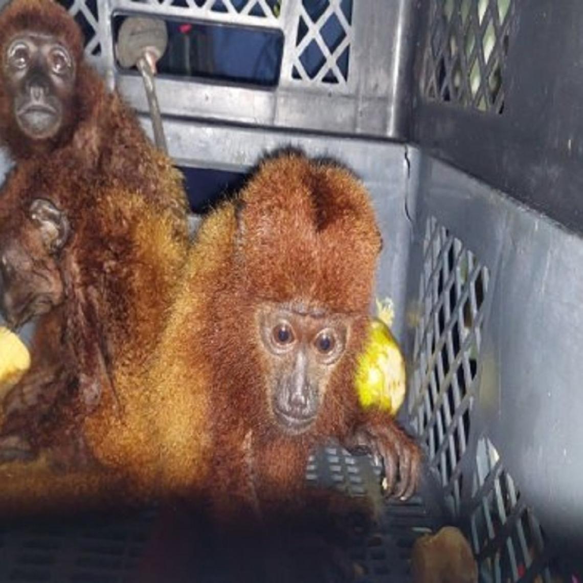 Armada de Colombia incauta cocaína y fauna silvestre en altamar