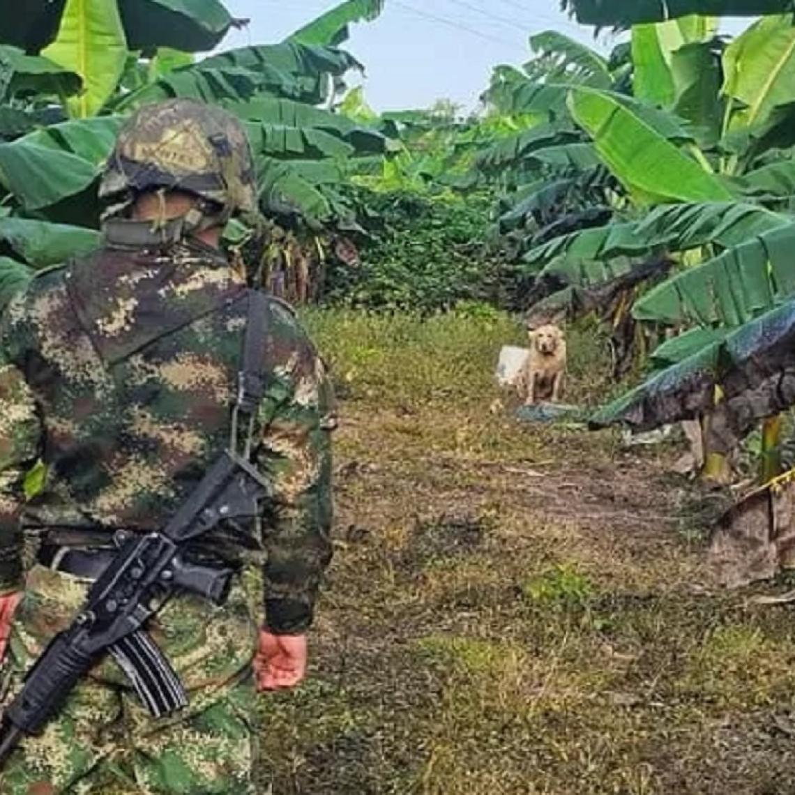 Tropas del Ejército Nacional neutralizan acción terrorista en un cultivo de plátano en Arauca