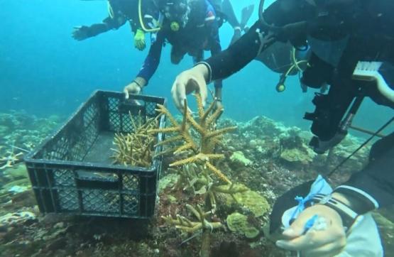 Armada de Colombia en articulación con entidades ambientales restauran corales en islas del Rosario