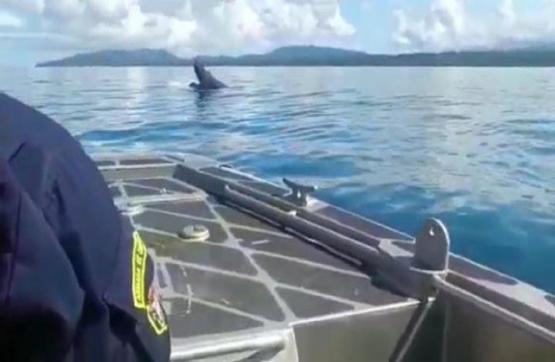 Armada de Colombia apoya labores de rescate para salvaguardar la vida de una ballena