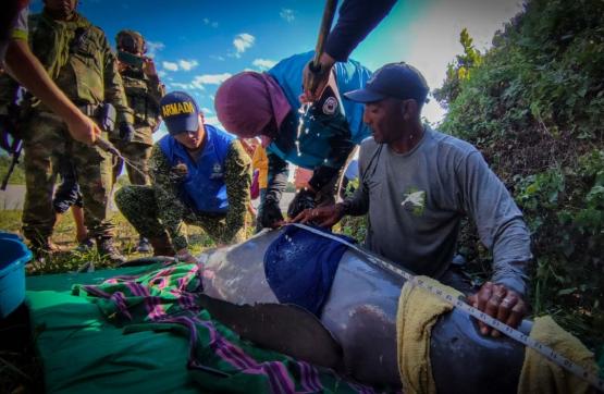 Exitoso rescate de dos toninas en el caño Juriepe, en Vichada