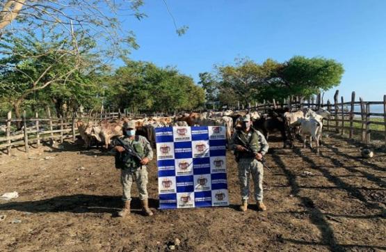 Armada de Colombia incauta más de 100 semovientes en Magangué - Bolívar