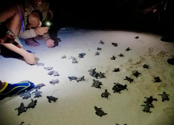 Armada de Colombia libera las primeras tortugas marinas del año en la región Insular