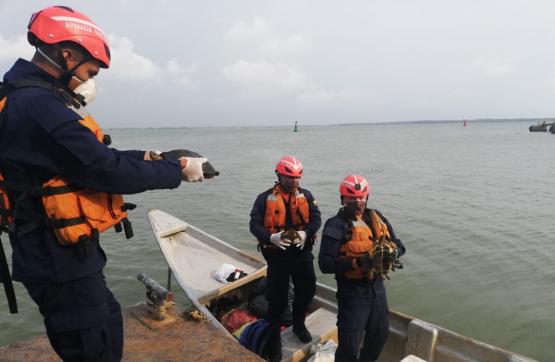 Armada de Colombia rescató y liberó tres tortugas en el Golfo de Urabá