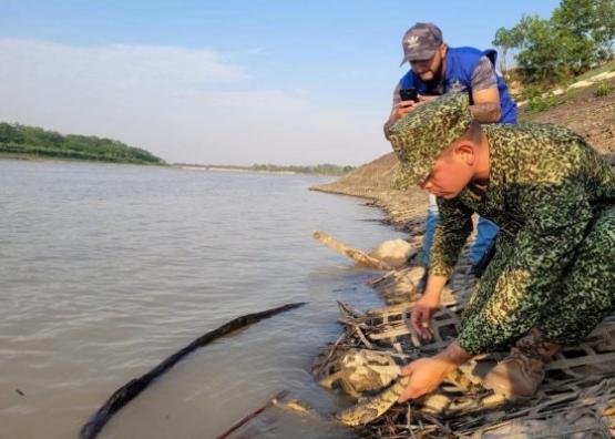 Trece caimanes de anteojos fueron recuperados y retornados a su hábitat natural