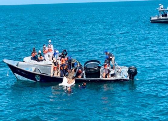 Armada de Colombia participa en jornada de liberación de especies marinas en Santa Marta