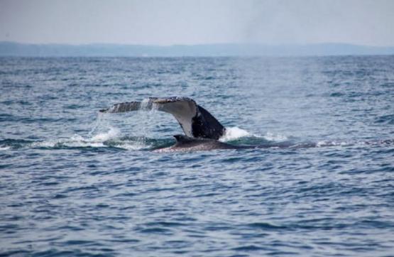 Dirección General Marítima está preparada para recibir las ballenas jorobadas en el Pacífico Colombiano