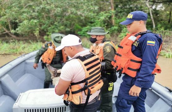 Liberado caimán que pretendían comercializar redes criminales de tráfico de especies en el Amazonas