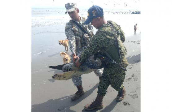 Armada de Colombia libera tortuga marina en Tumaco, Nariño