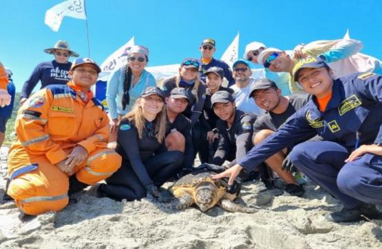  Armada de Colombia participa en la liberaciónde tortugas marinas
