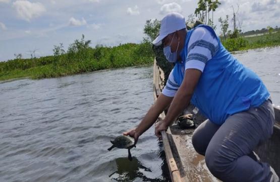 Armada de Colombia regresa a su hábitat a16 tortugas en Riosucio - Chocó