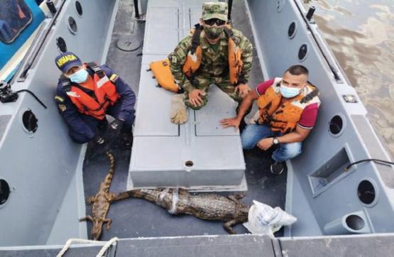  Armada de Colombia y el Ejército Nacional liberan a dos caimanes blancos en el Amazonas