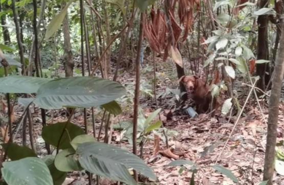 Equipo de Explosivos y Demoliciones del Ejército Nacional neutraliza acción terrorista en Norte de Santander