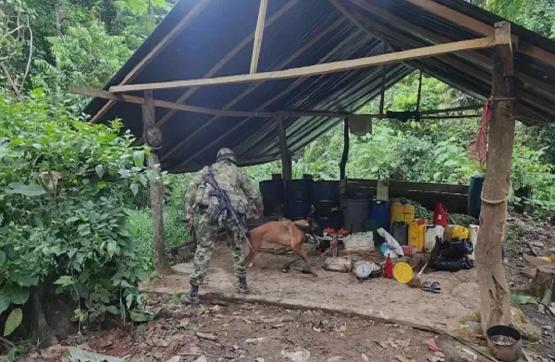 En 72 horas Ejército Nacional desmantela tres laboratorios para el procesamiento de pasta base de coca, en el Urabá antioqueño