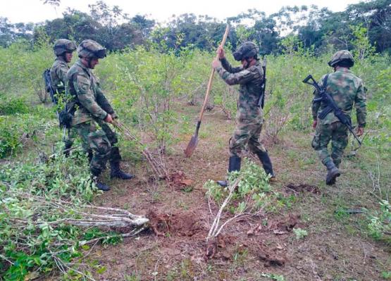 Ejército Nacional neutraliza en el Guaviare un laboratorio y 2 semilleros con 500.000 matas de coca