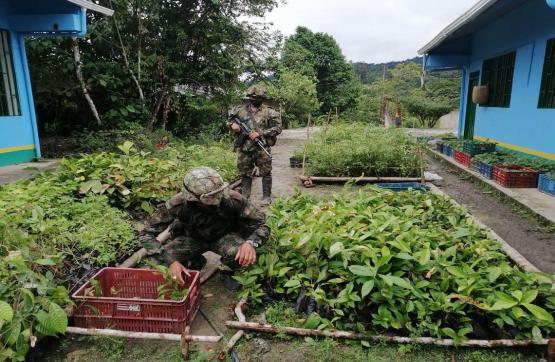 Ejército ha sembrado 480.506 árboles en Antioquia, Córdoba, Chocó, Boyacá, Santander y Sucre