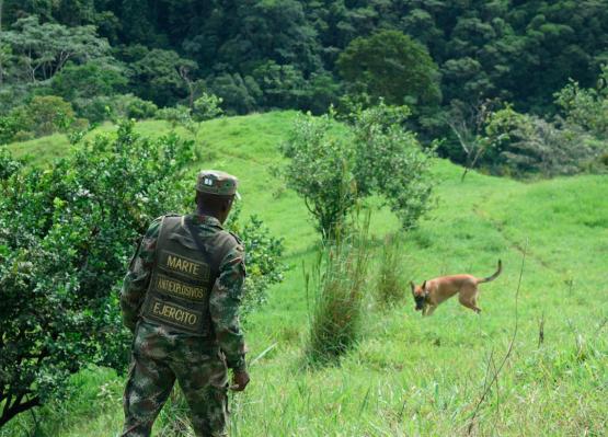 Ejército Nacional neutraliza acción terrorista del Eln en Valdivia, Antioquia