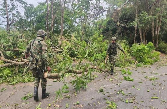 Fuerzas Militares y Bomberos removieron árboles derribados que restringían la movilidad en la Troncal de Occidente del Bajo Cauca antioqueño