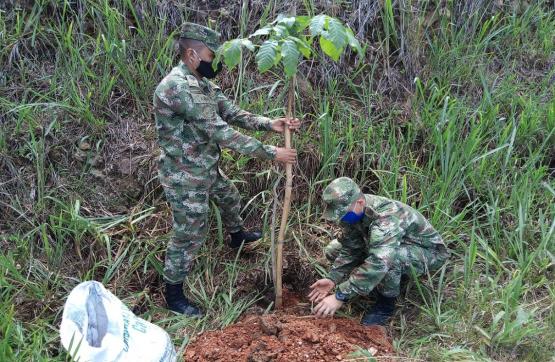 Ejército Nacional sembró más de 445 árboles en Santander y Norte de Santander