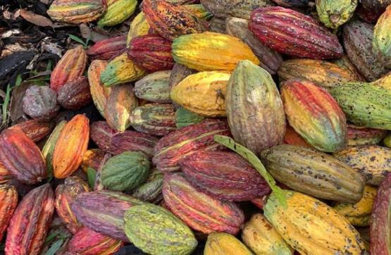 Cooperación para impulsar segunda fase del proyecto de cacao en Vichada