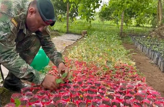 Fuerza de Tarea Conjunta Aquiles busca reforestar los territorios afectados por la minería ilegal y los cultivos ilícitos